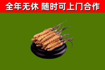 株洲市烟酒回收冬虫夏草.jpg