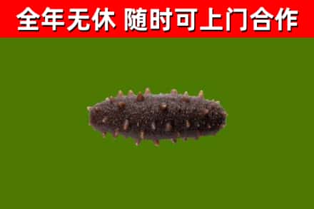 株洲市烟酒回收干海参.jpg
